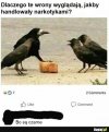 Czarna mafia 