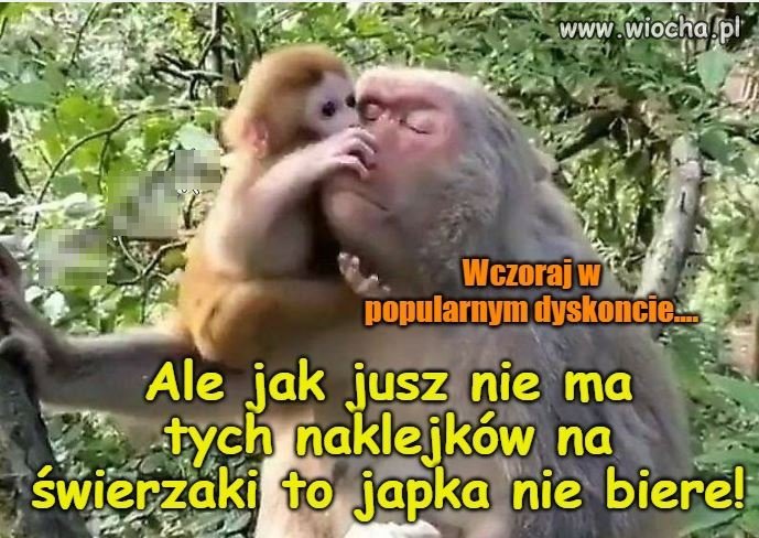 W miejskiej dżungli
