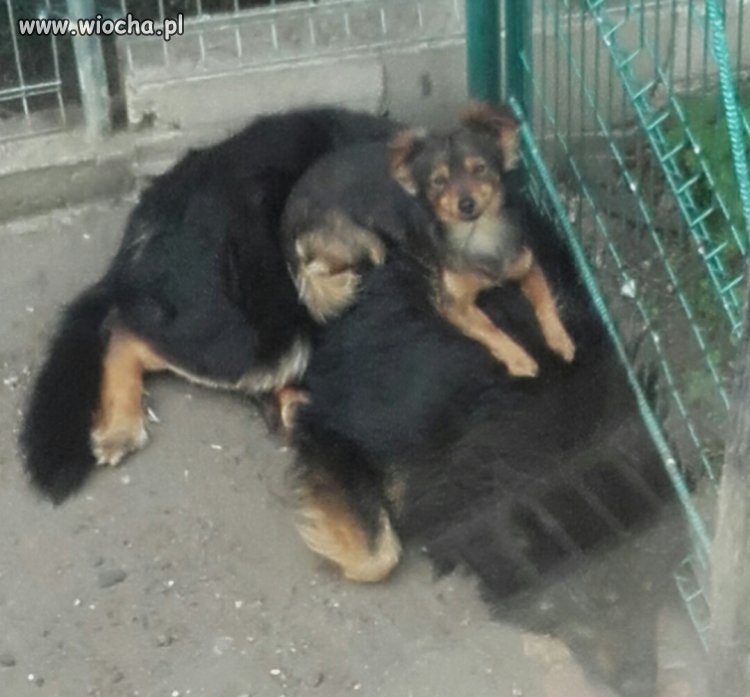 Bo żyć wygodnie trzeba umieć...