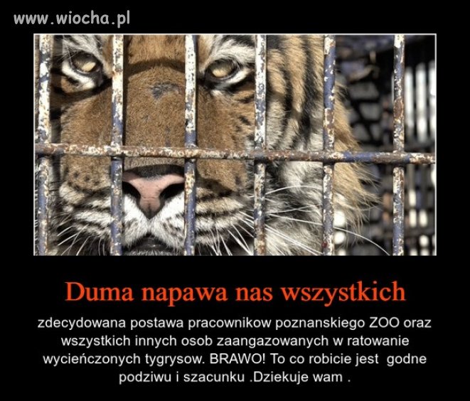 Szkoda tylko, że tyle musiały wycierpieć