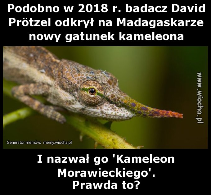 Nowy gatunek kameleona?