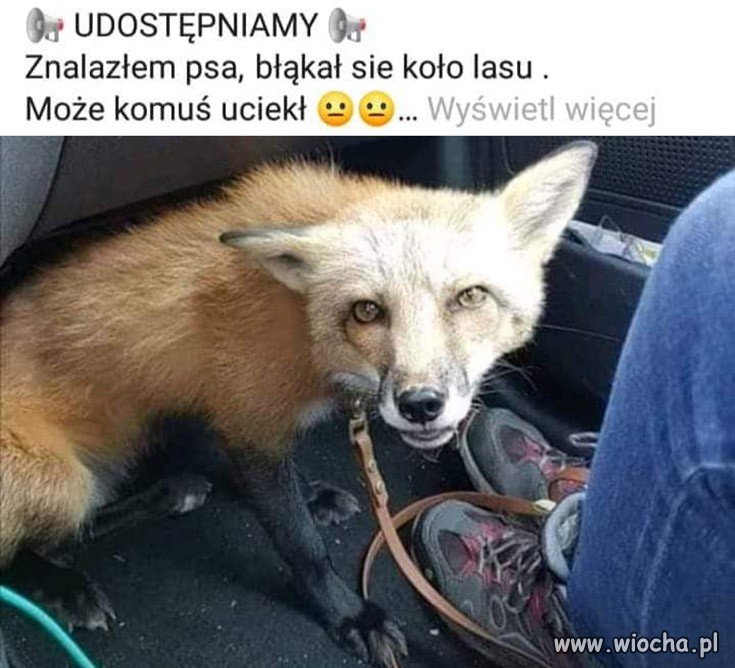 Udostępniamy 