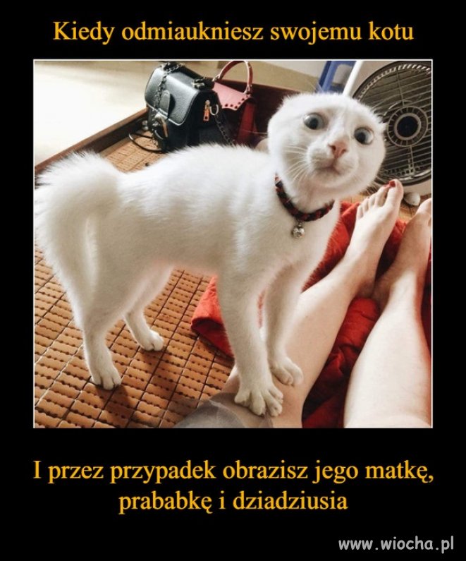 Koty takie są