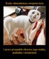 Koty takie są