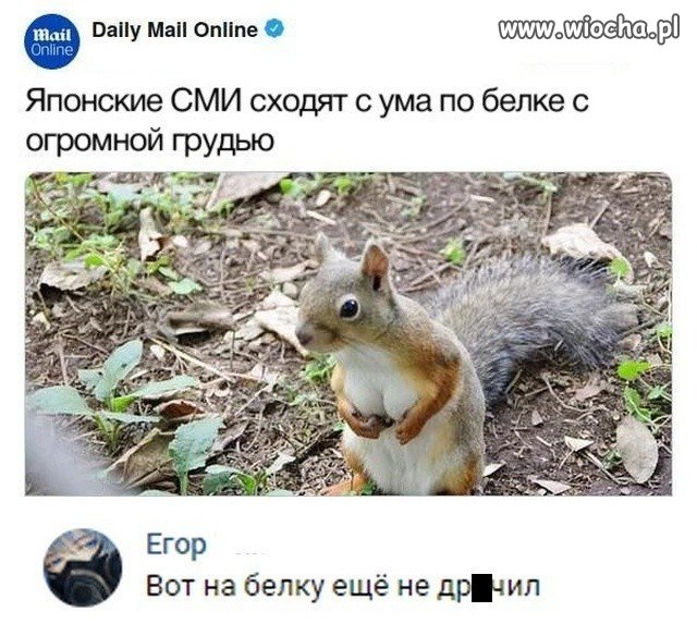 Japońskie media oszalały z powodu wiewióry z cycem