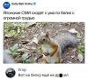 Japońskie media oszalały z powodu wiewióry z cycem