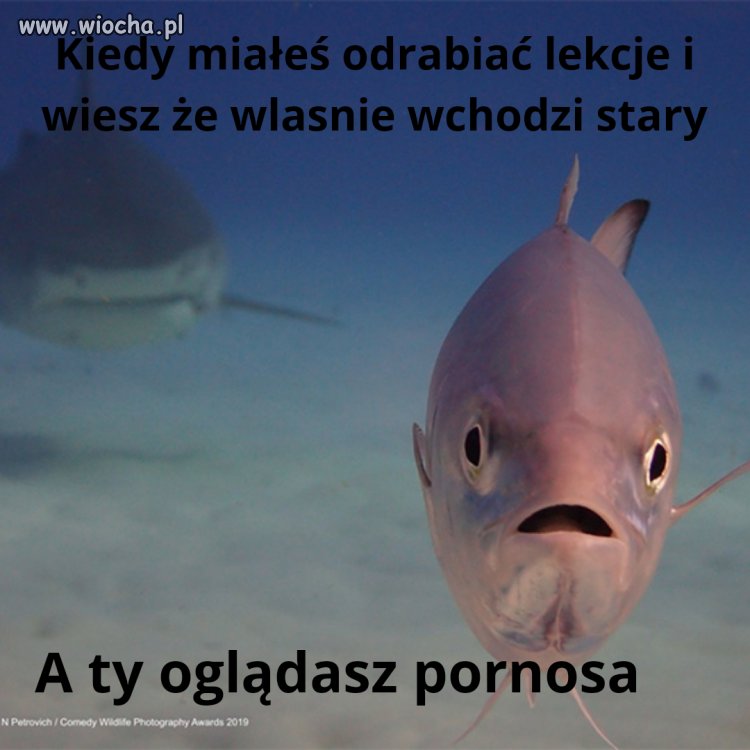 Stary