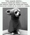 Czapka