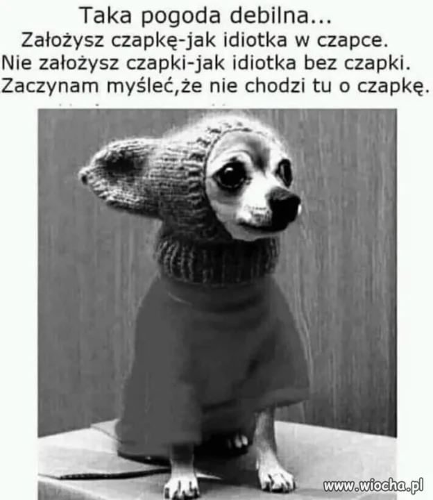 Czapka
