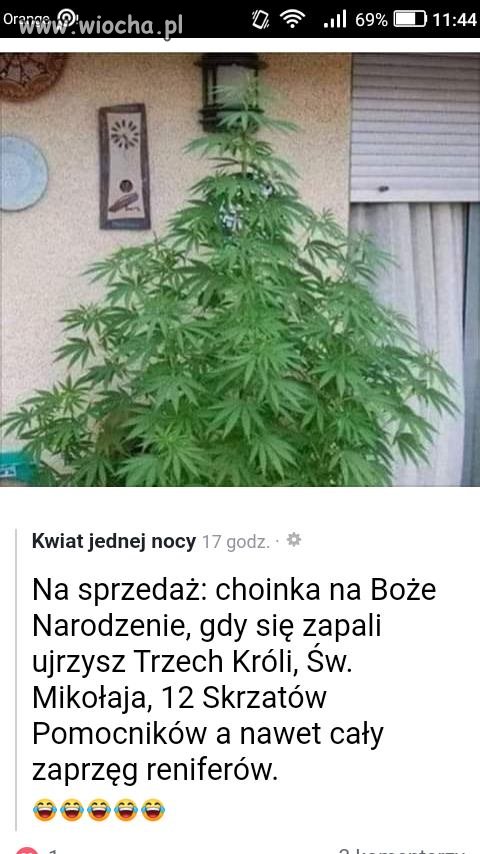 Świąteczna oferta