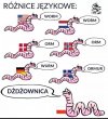 Różnice językowe.