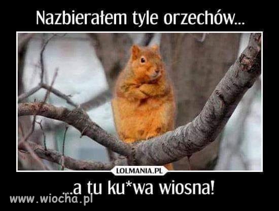 Zdenerwowana wiewiórka.