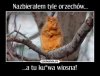 Zdenerwowana wiewiórka.