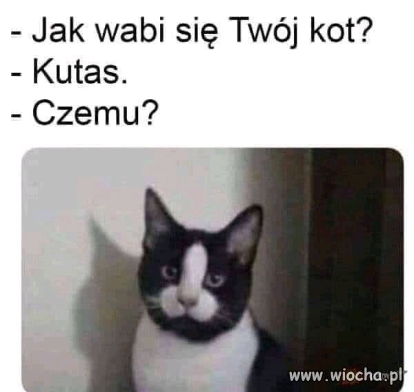 Poznasz go po znaku szególnym między oczami