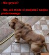 Pies