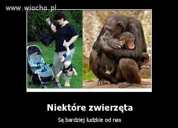 Ewolucja 