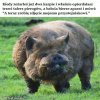 Święta, święta...
