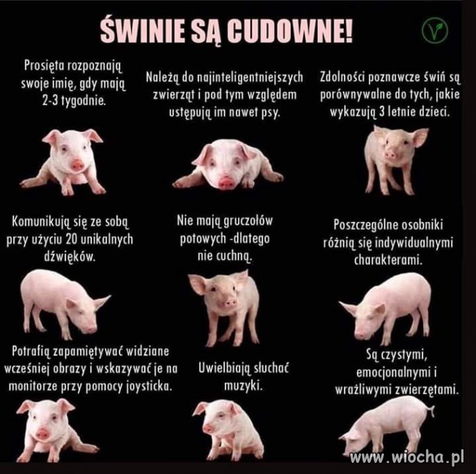 Takie są świnki :)