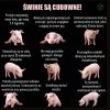 Takie są świnki :)