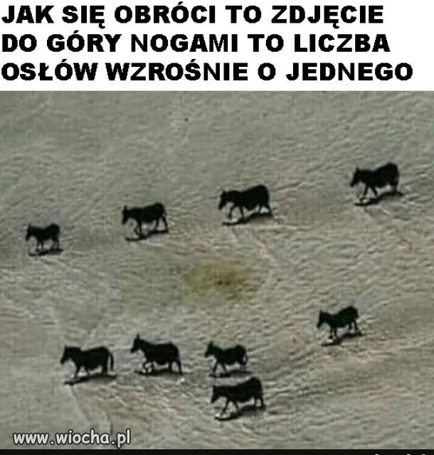 Ciekawostka