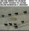 Ciekawostka