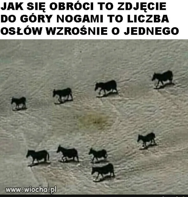 Ciekawostka