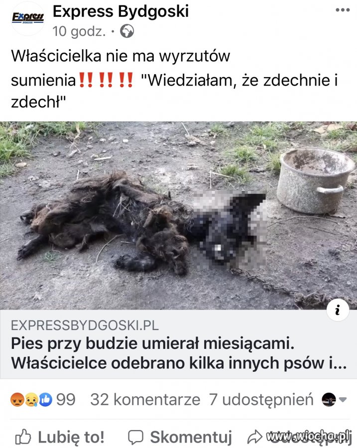 Bydlę nie człowiek 