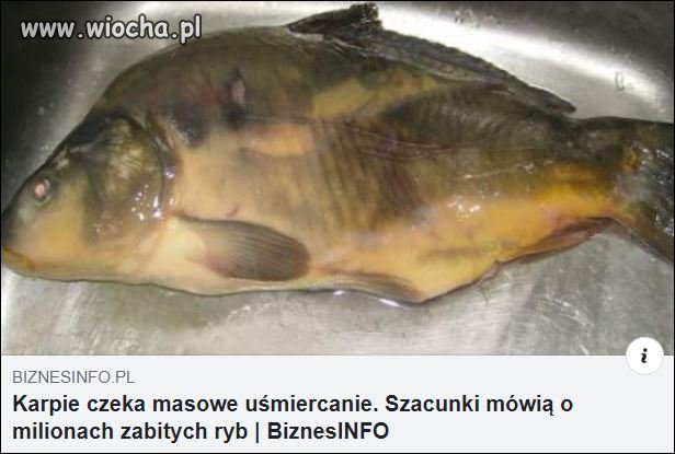 Mordercom karpi mówimy NIE