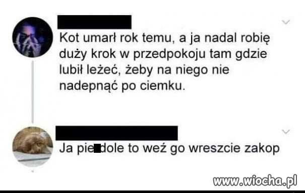 Kot zdechł