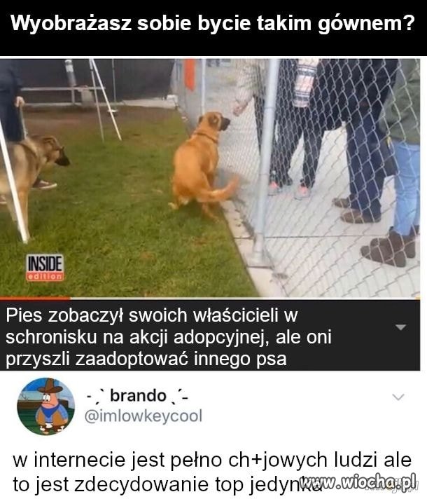 Adopcja pieska