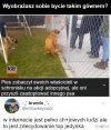 Adopcja pieska