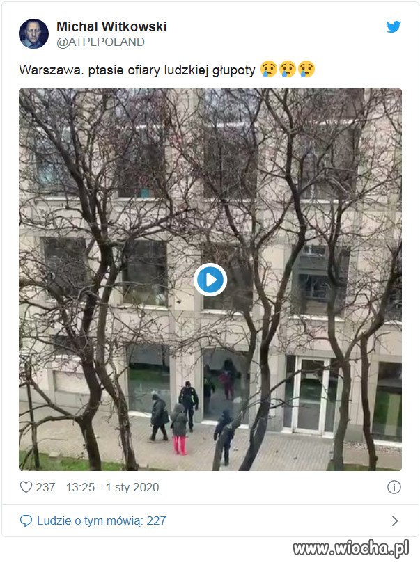 Warszawa. Ptasie ofiary ludzkiej głupoty
