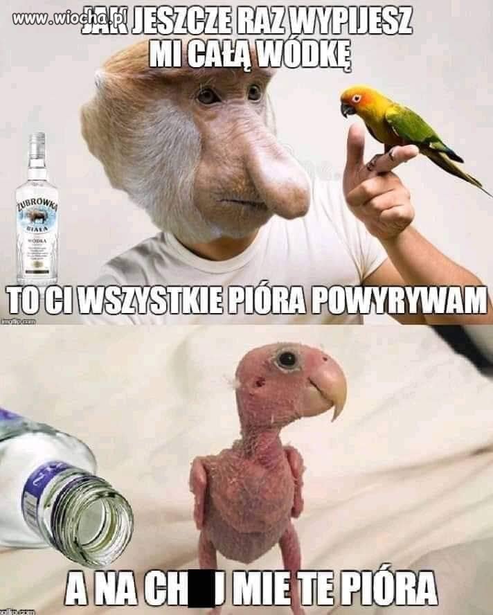 Papuga.