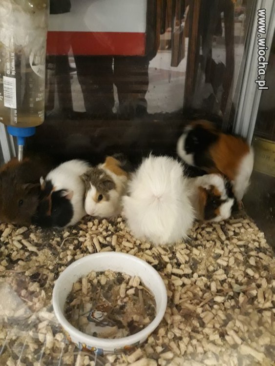 Zwierzęta w sklepie zoo
