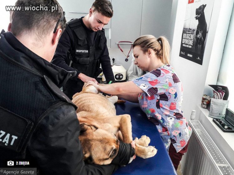Posłowie PiSu chcą pozbawić praw obrońców zwierząt