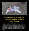 Tymczasem w Gdańsku