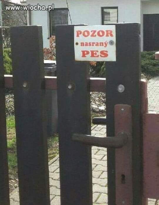 Zły pies???