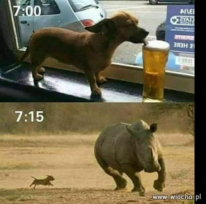 Mały ale wariat