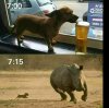 Mały ale wariat
