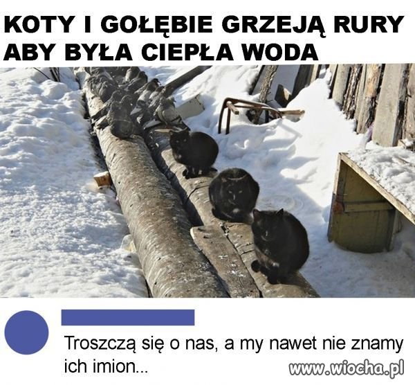 Koty i gołębie
