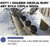 Koty i gołębie