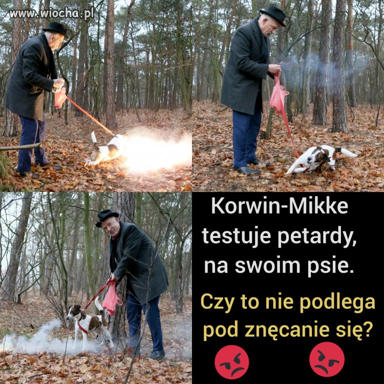 Uczę psa, by nie bał się fajerwerków