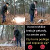 Uczę psa, by nie bał się fajerwerków