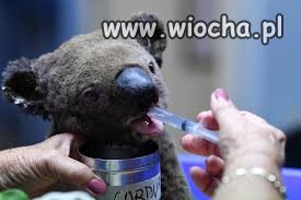 Może to ostatni koala jakiego widzimy..