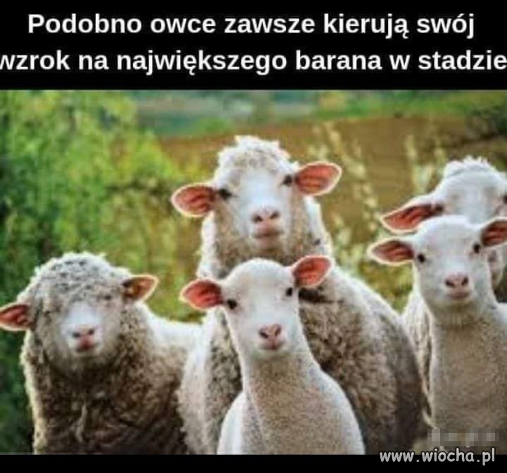 To tak jak w pewnej partii
