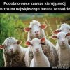 To tak jak w pewnej partii