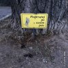 Proście