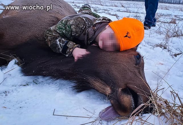 USA.8-latka zastrzeliła łosia