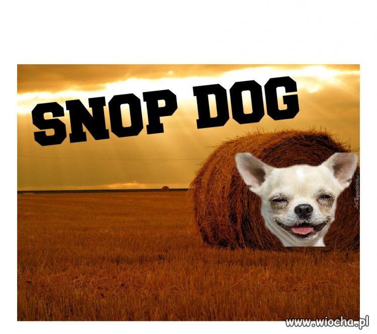 Snopdog