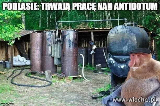 Antidotum na koronawirusa